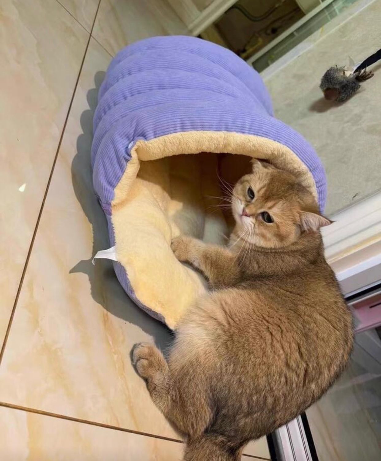 CUTY PET CAMA
